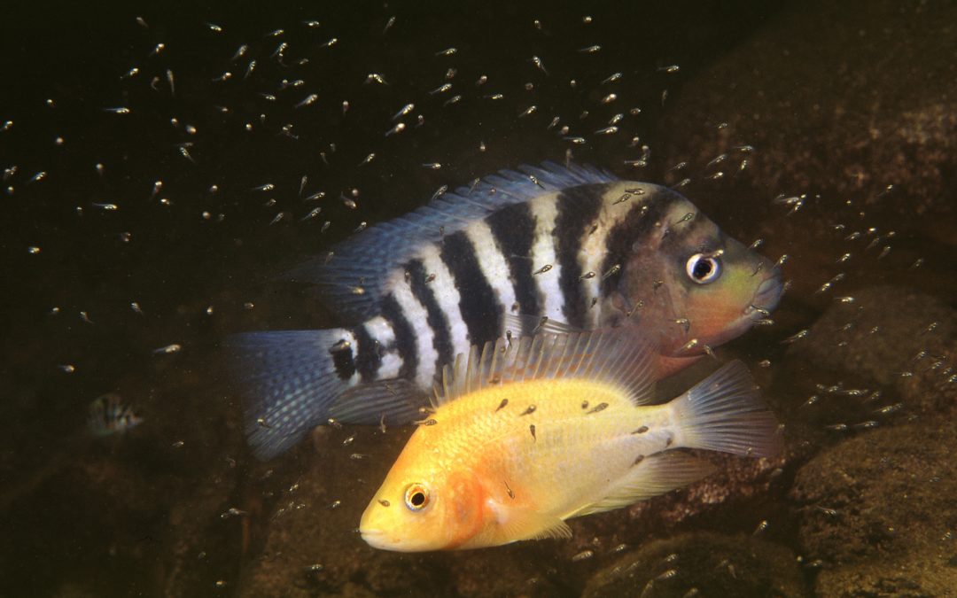 Männchen und Weibchen des Amphilophus xiloensis aus dem Xiloá Kratersee in Nicaragua. Foto: Ad Konings.