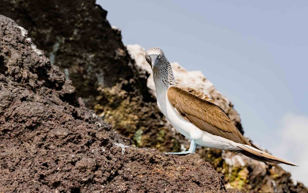 Blaufußtölpel. Foto: Andres Carrion, Galapagos fotographer.