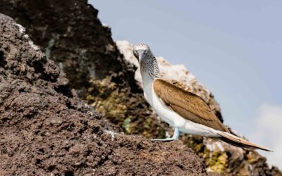 Galapagos mit Hurtigruten – Ein Reisebericht