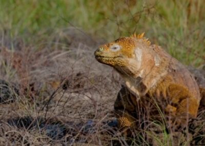 Landleguan. Dragon's Hill. Foto: Andrés Carrión