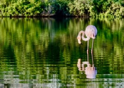 Flamingo. Rábida. Foto: A. Carrión