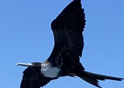 Fregattvogel. Foto: Boro.