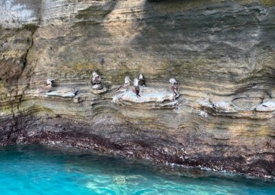 Blaufußtölpel. Insel Isabela. Foto: Boro