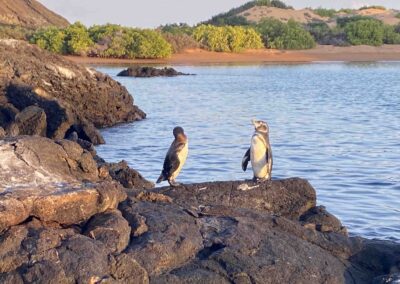 Galapagos-Pinguine. Bartholomé. Foto: I. Kahle