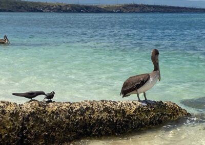 Pelikan, Lavamöwen. Insel Baltra. Foto: I. Kahle