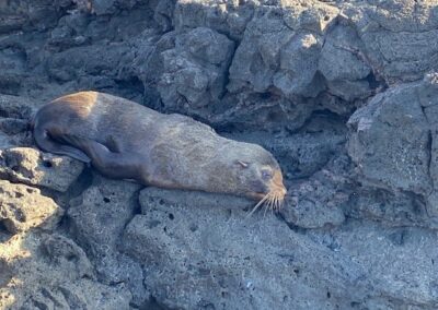 Seebär. Santiago, Puerto Egas.